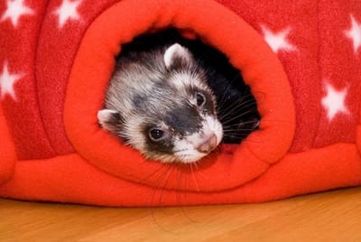 How To Nurture A Happy Ferret
