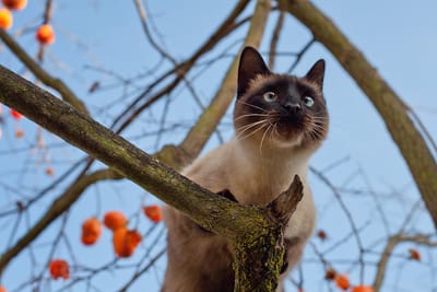 How To Kitten-Proof Your House