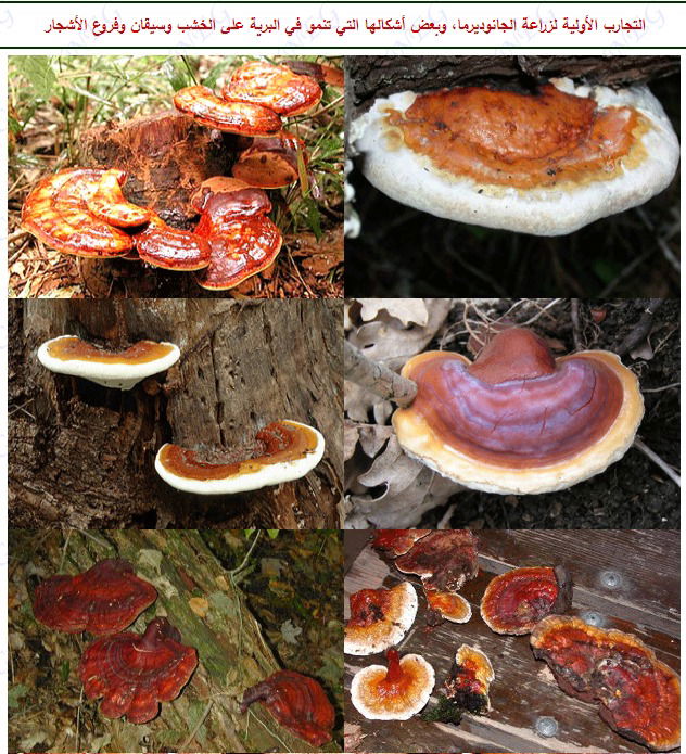 الفطر الريشي Ganoderma
