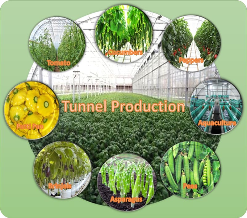 Agri Sub Hub Tunnel Production