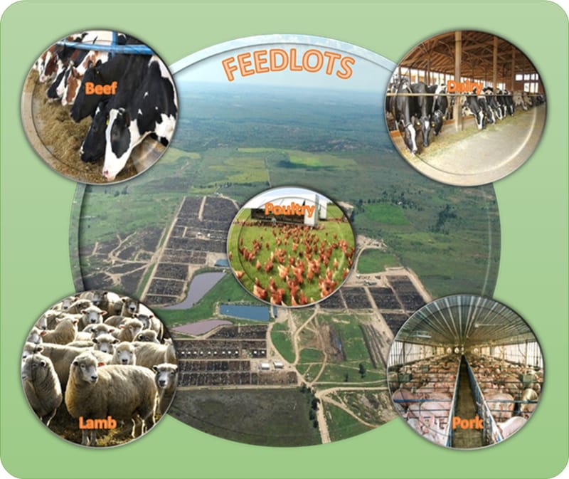 Agri Sub Hub Feedlots