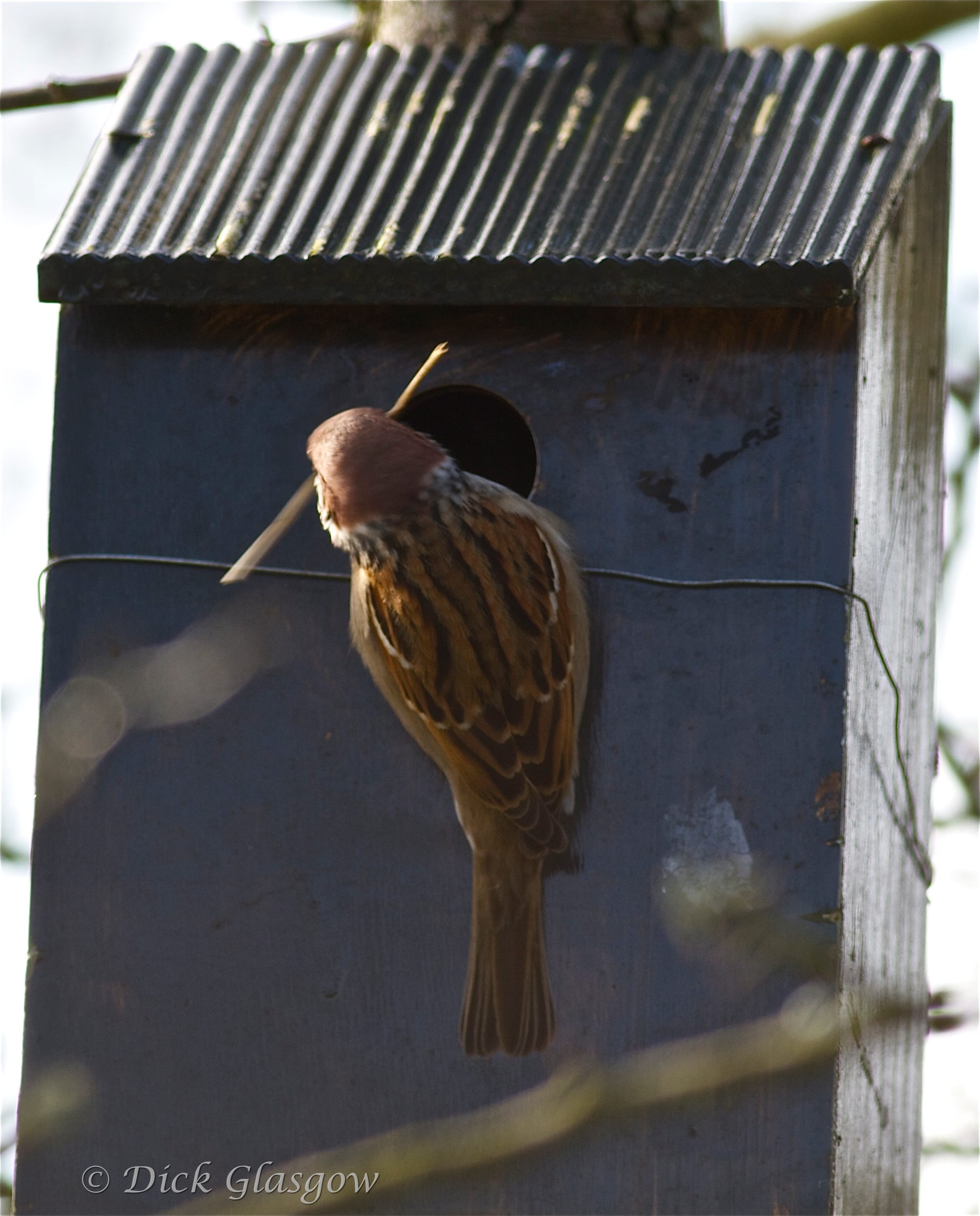 Tree Sparrow with nesting material.