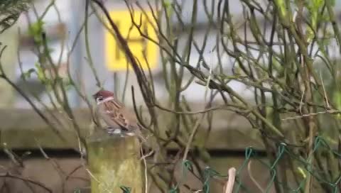 Male on sentry duty close to nest box.