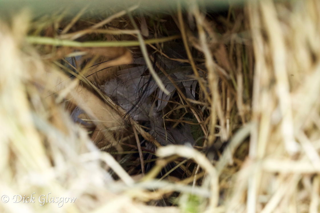 Important to clean out Nest Boxes in early Autumn.