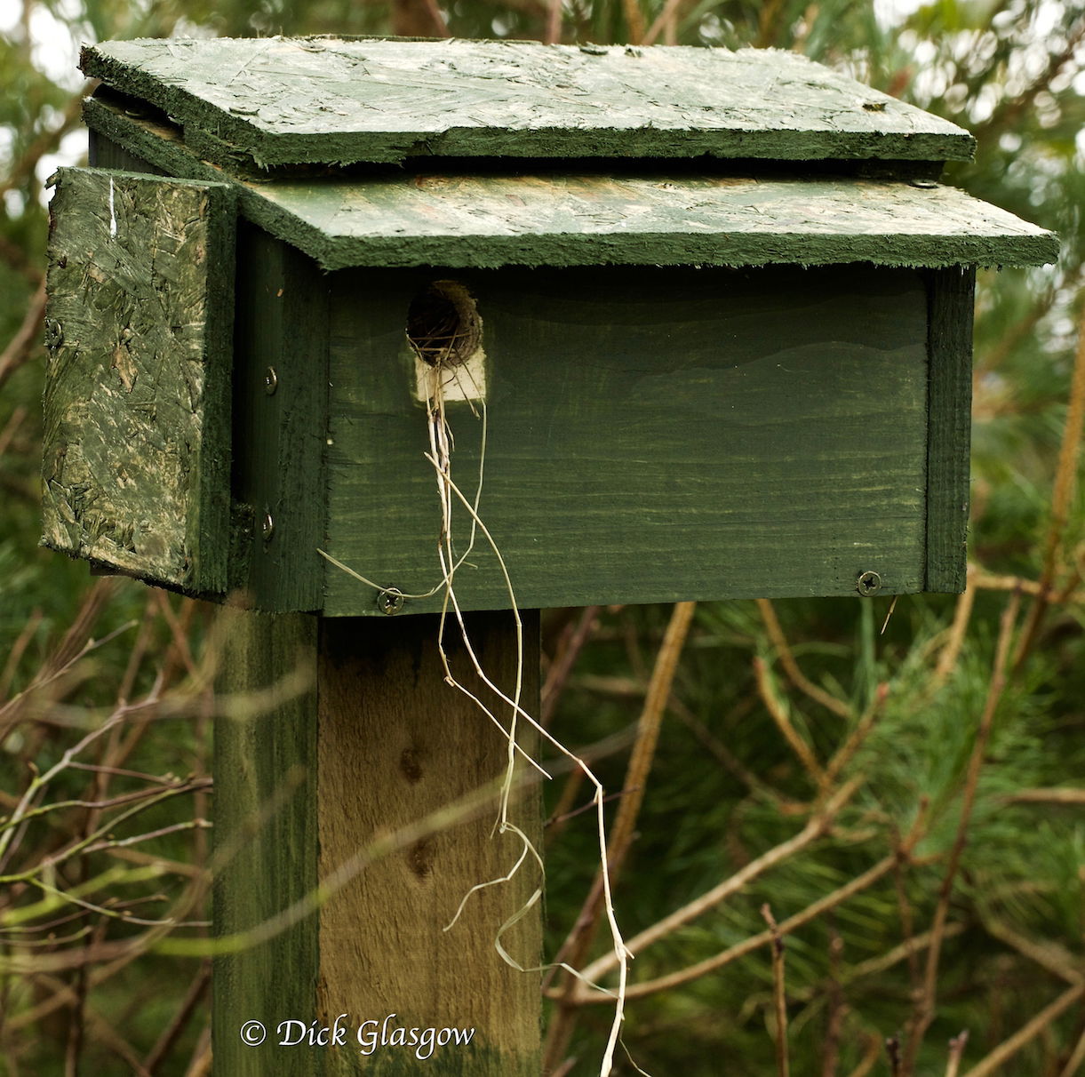 My new horizontal, rectangular nest boxes.