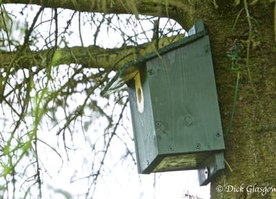 First Buying, then constructing Nest Boxes image