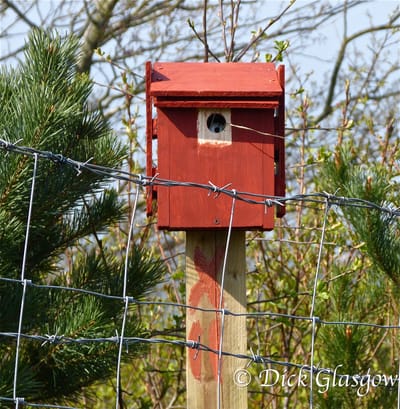 First Buying, then constructing Nest Boxes image