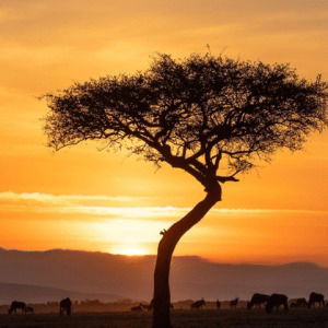 Kenya Safari Holiday Packages – Book Ahead For A Magical Journey