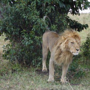 6 Days Kenya Safaris: What To Do And Where To Stay? | Kenya Finest Tours And Safaris