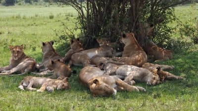 Kenya Safari Holiday Packages: A Recommended Safari Tour To Engage With