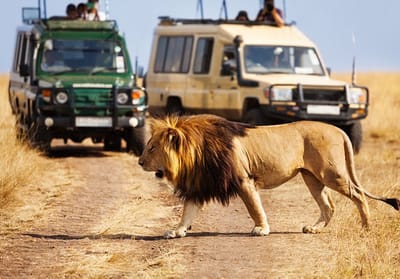 4 days Kenya Safari Tour Engages Tourist To Spend Quality Time