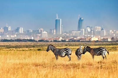 Kenya Safari Holiday Packages – Book Now For Your Holidays