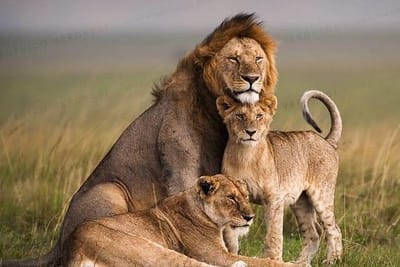 Nairobi National Park Day Trip – Booking Online For Your Trip
