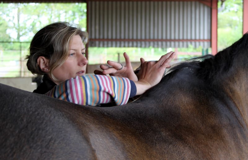 McTimoney Treatment for Horses