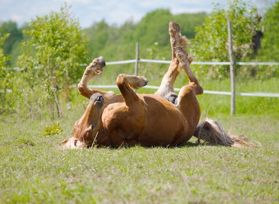 Potential Causes of Problem Areas in Horses