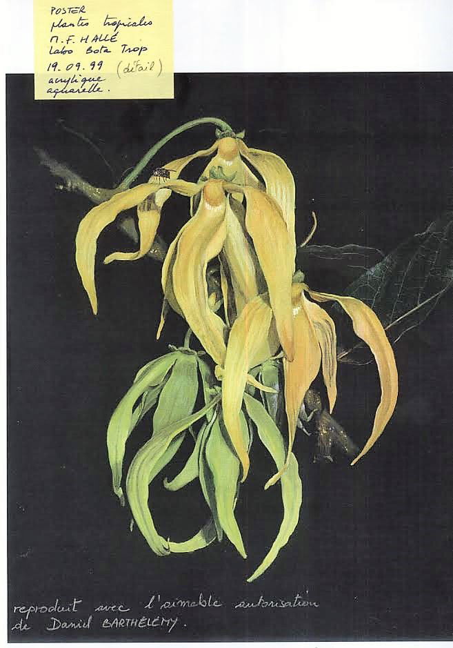 ylang ylang  (détails poster), 1999