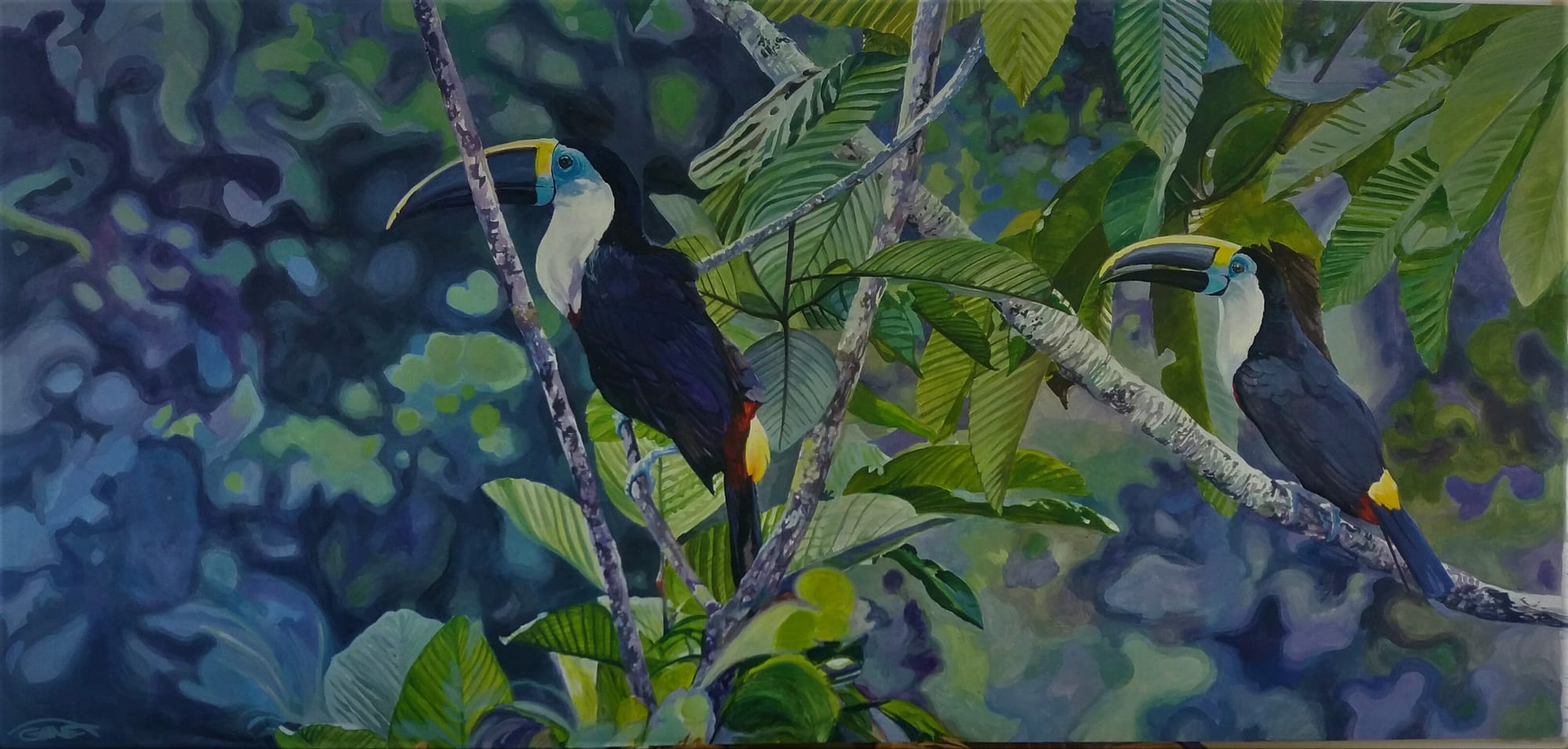 toucans tucanuçu