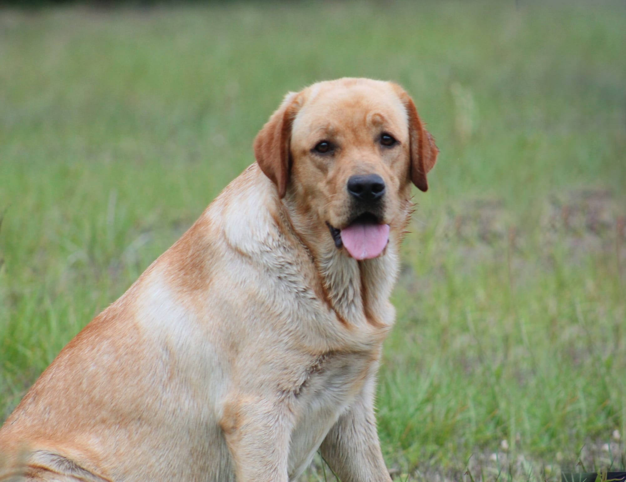 Penny Lane’s Honeybun Pride N Joy