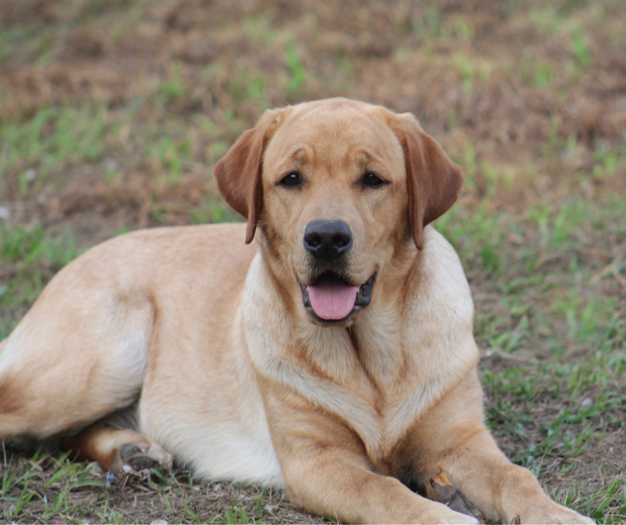 Penny Lane’s Honeybun Pride N Joy