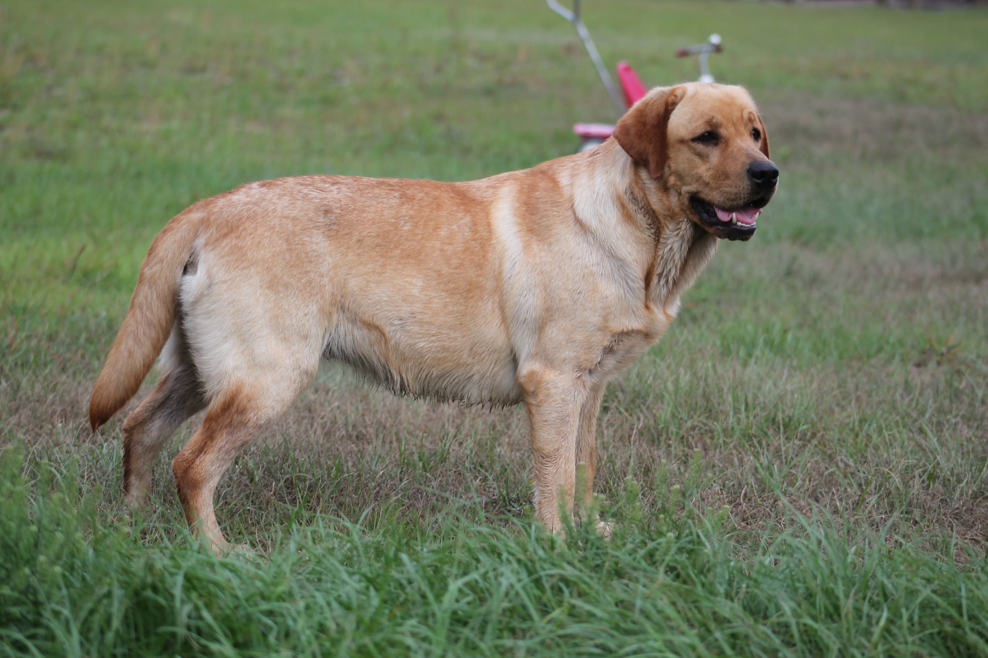 Penny Lane’s Honeybun Pride N Joy