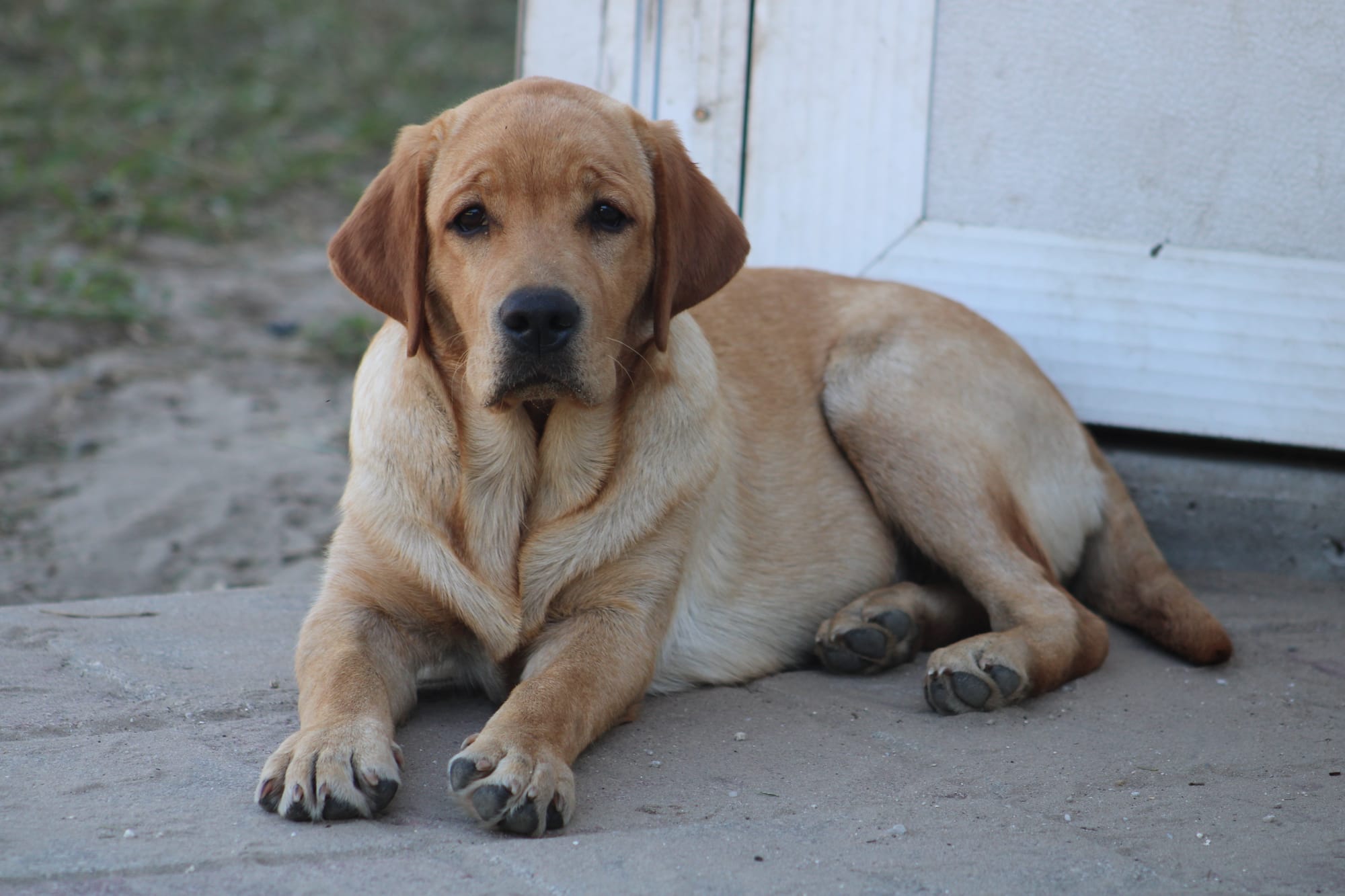 Penny Lane’s Honeybun Pride N Joy