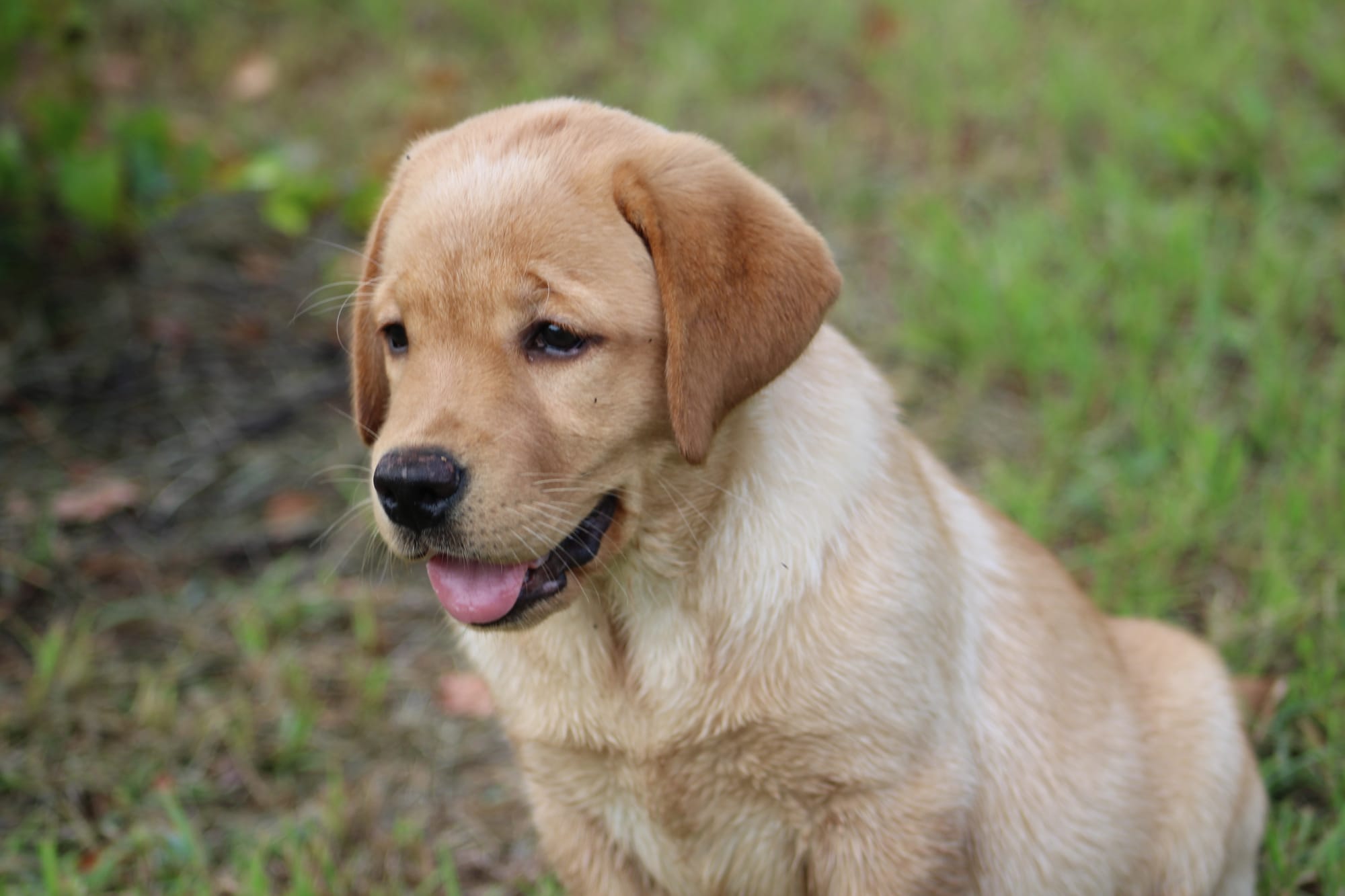 Penny Lane’s Honeybun Pride N Joy