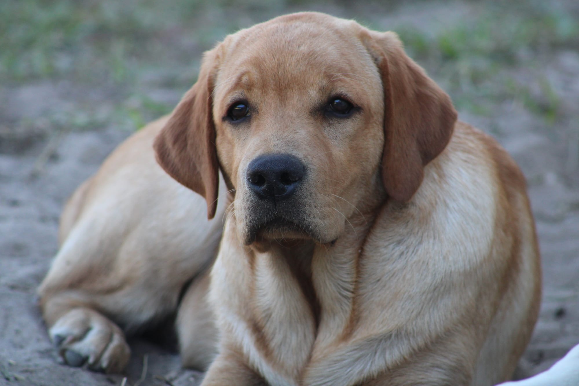 Penny Lane’s Honeybun Pride N Joy