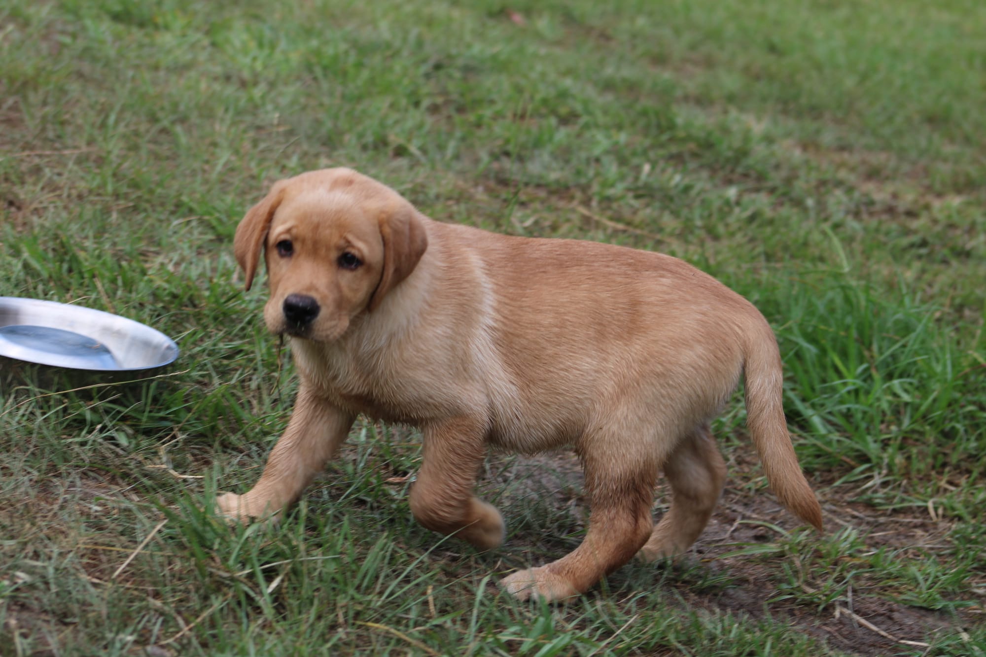 Penny Lane’s Honeybun Pride N Joy