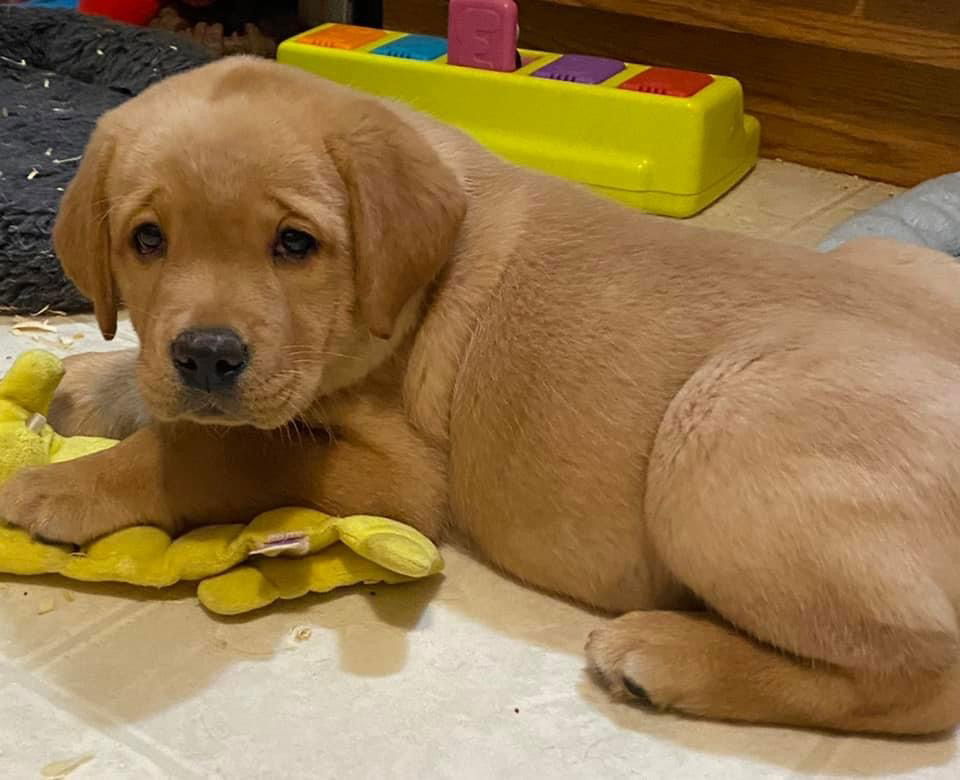 Penny Lane’s Honeybun Pride N Joy