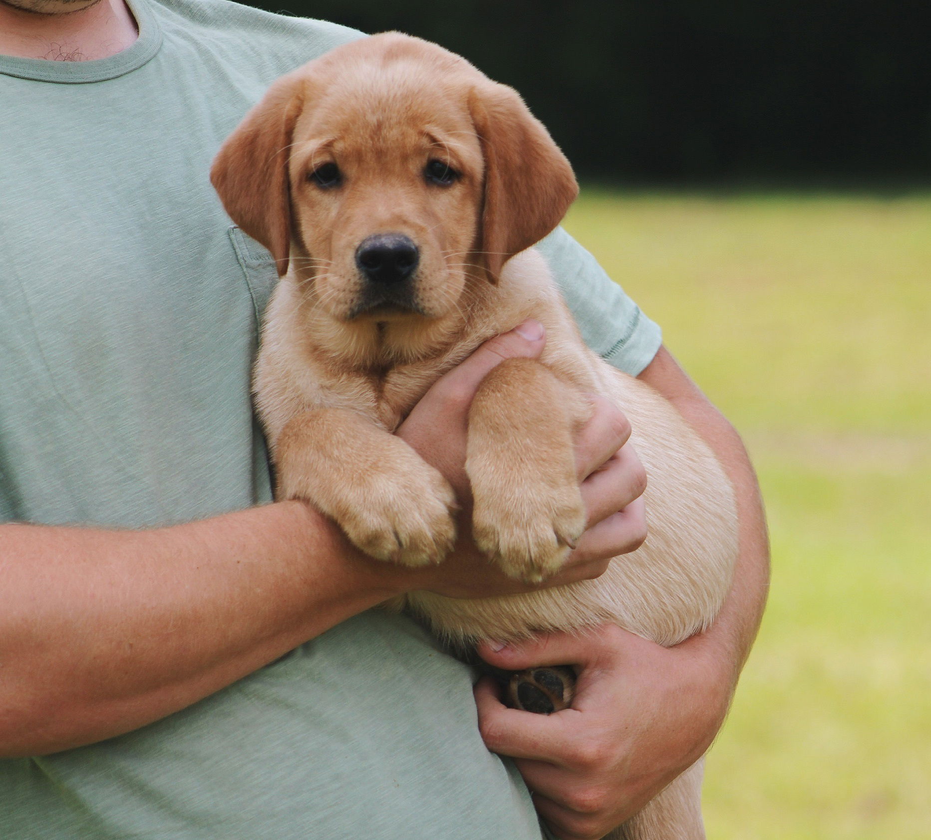 Penny Lane’s Honeybun Pride N Joy