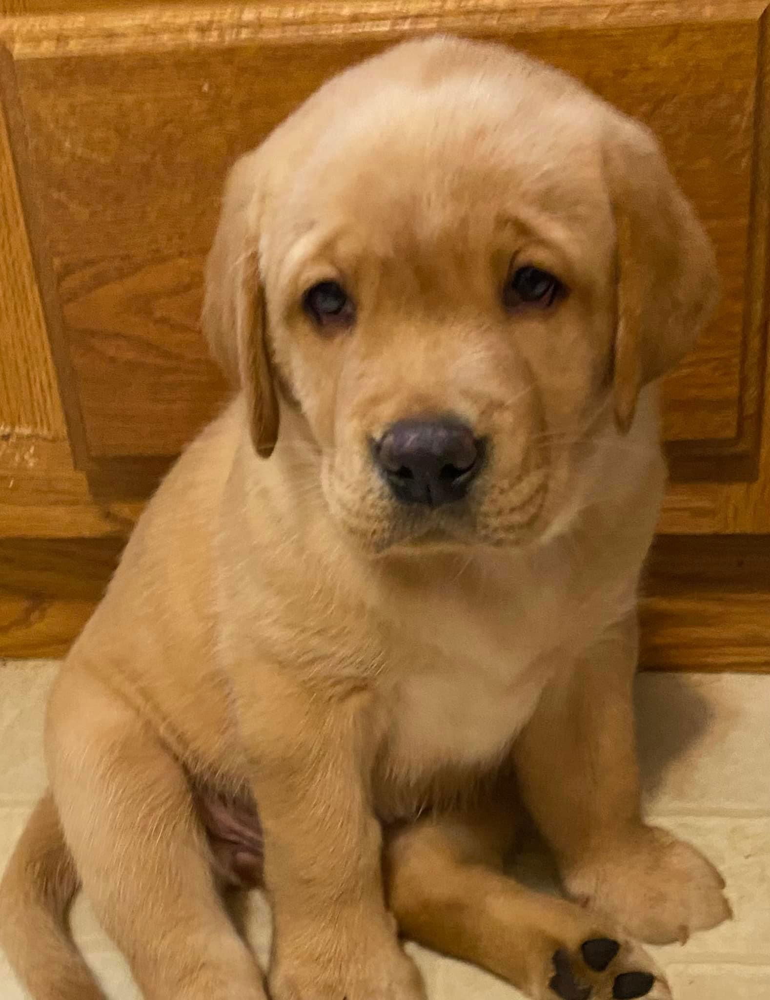 Penny Lane’s Honeybun Pride N Joy