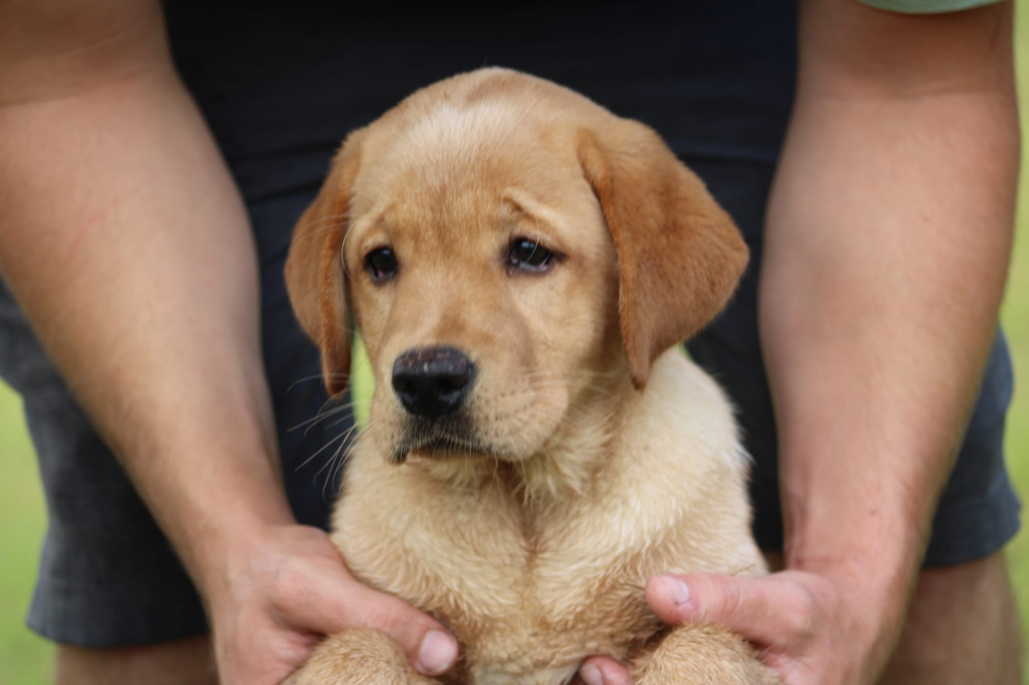 Penny Lane’s Honeybun Pride N Joy