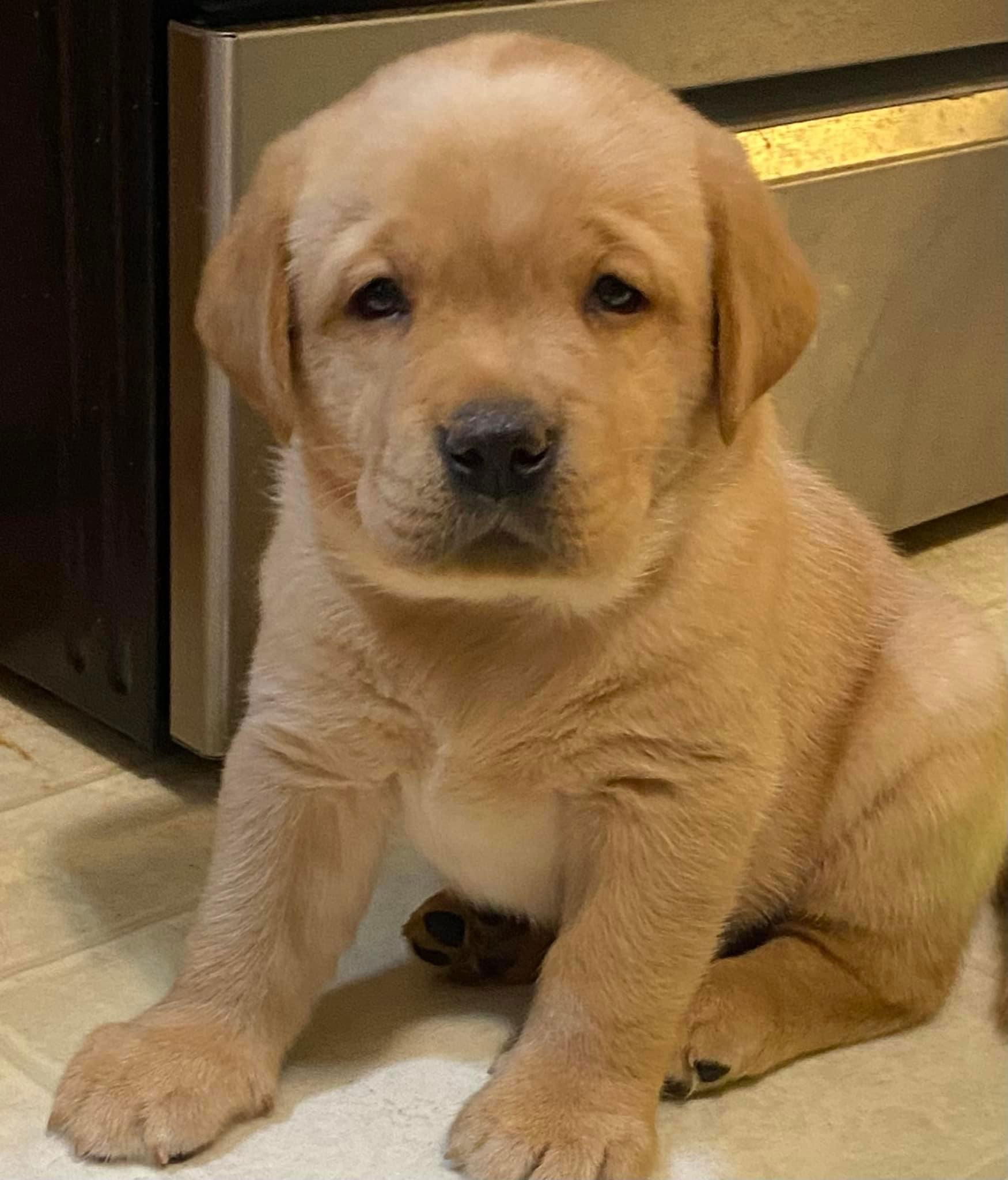 Penny Lane’s Honeybun Pride N Joy