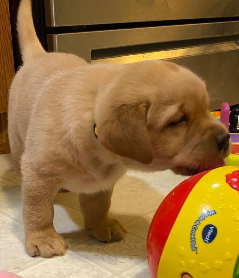 Penny Lane’s Honeybun Pride N Joy