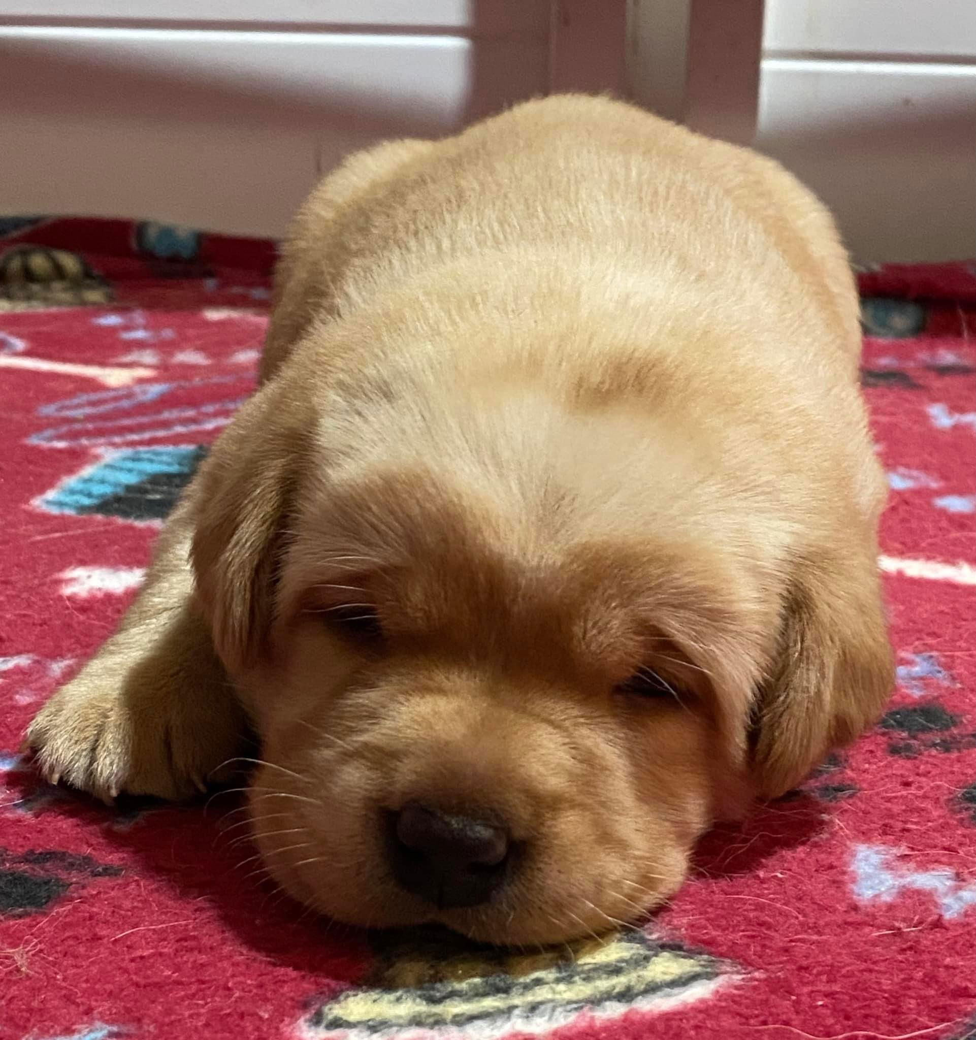 Penny Lane’s Honeybun Pride N Joy