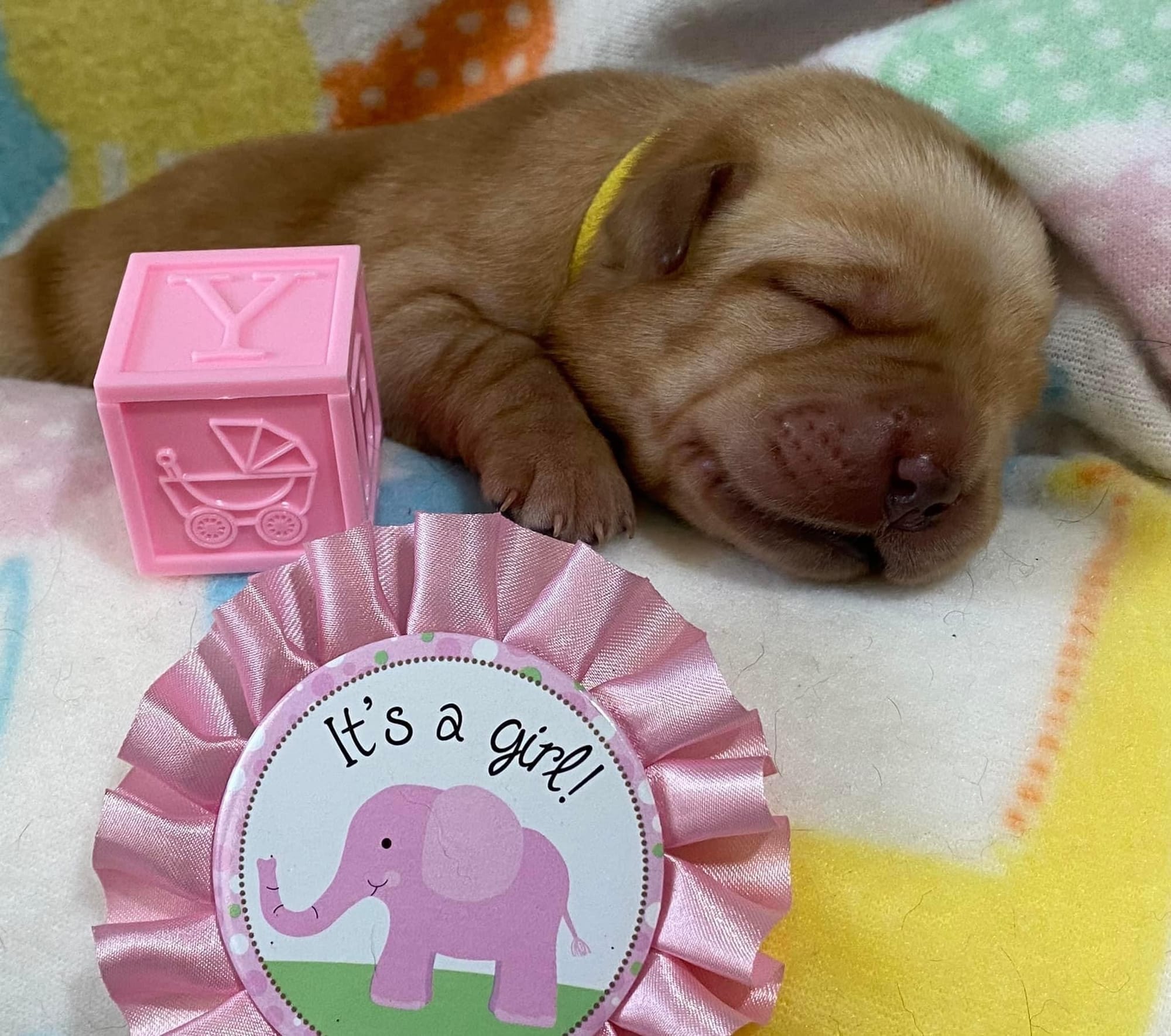 Penny Lane’s Honeybun Pride N Joy