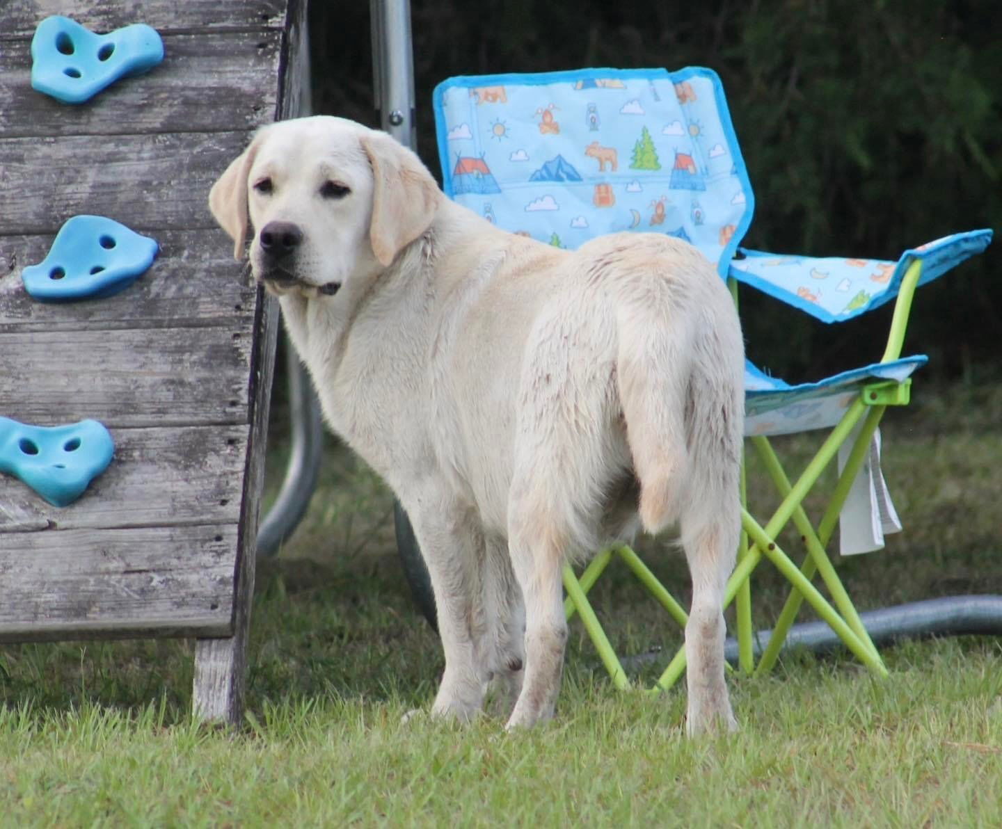 Diamond C’s Queen Of Sheba At Penny Lane