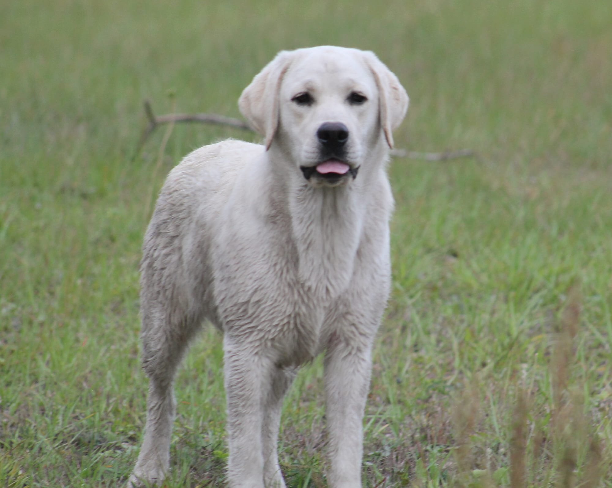 Diamond C’s Queen Of Sheba At Penny Lane