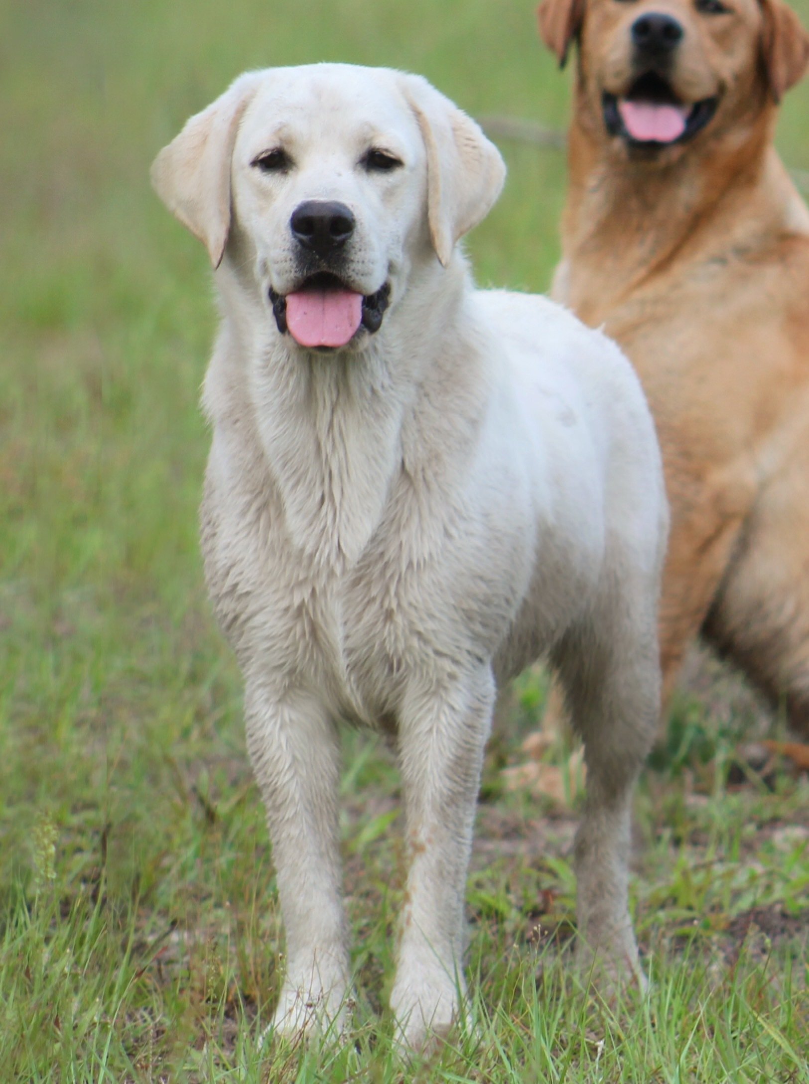 Diamond C’s Queen Of Sheba At Penny Lane