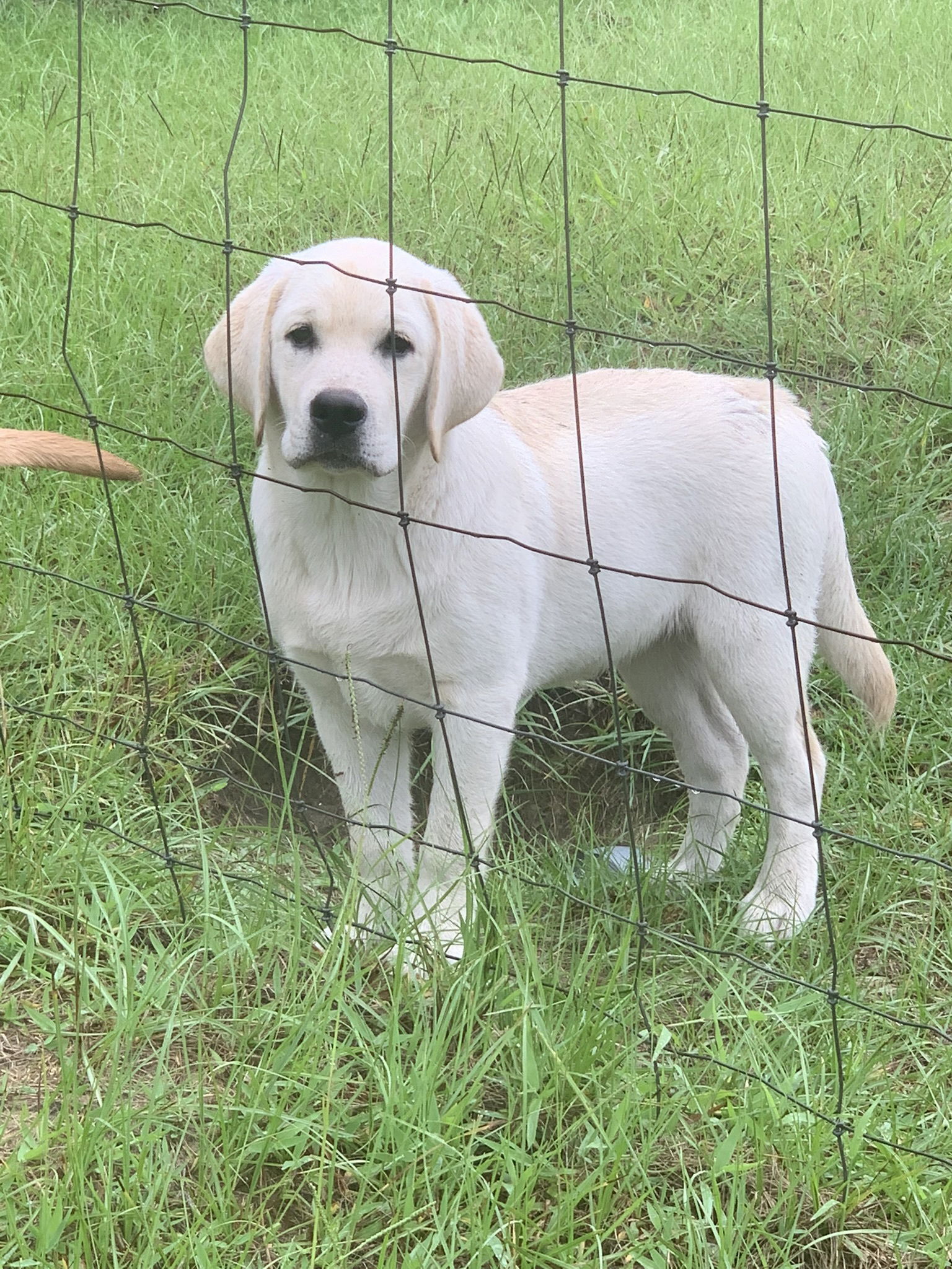 Diamond C’s Queen Of Sheba At Penny Lane