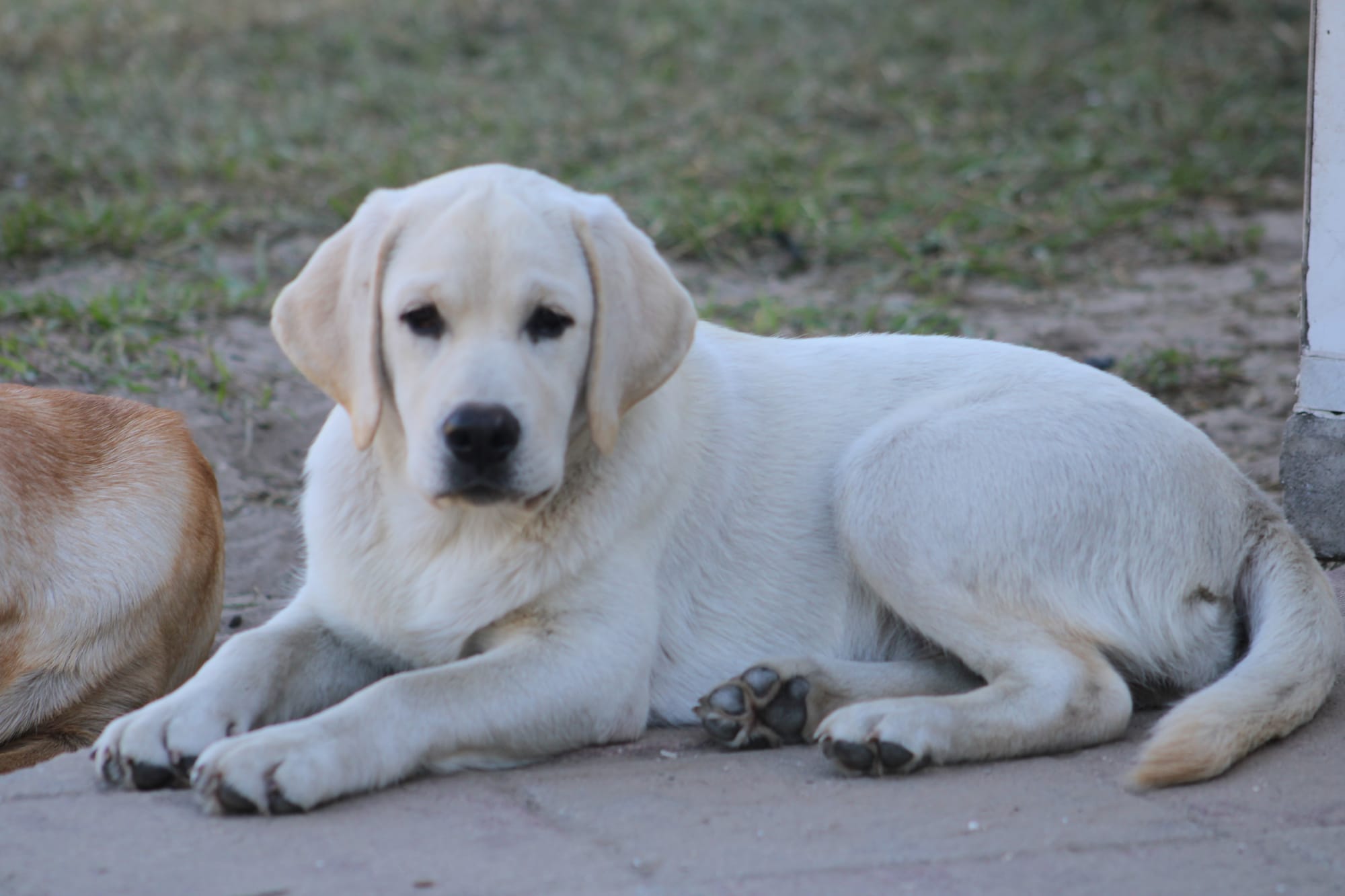 Diamond C’s Queen Of Sheba At Penny Lane