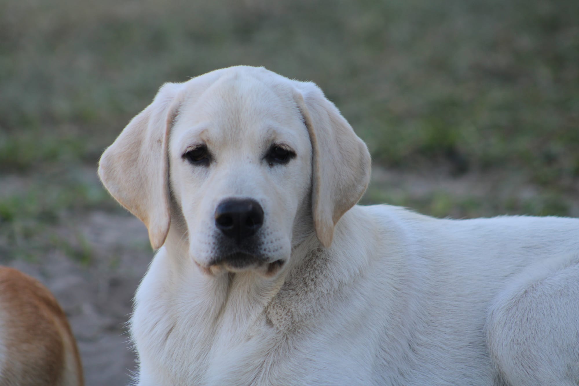 Diamond C’s Queen Of Sheba At Penny Lane