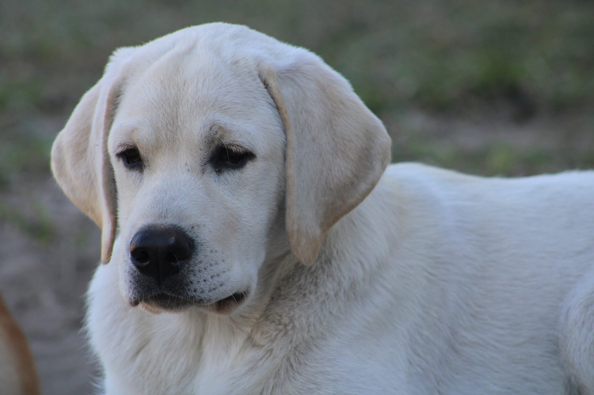 Diamond C’s Queen Of Sheba At Penny Lane
