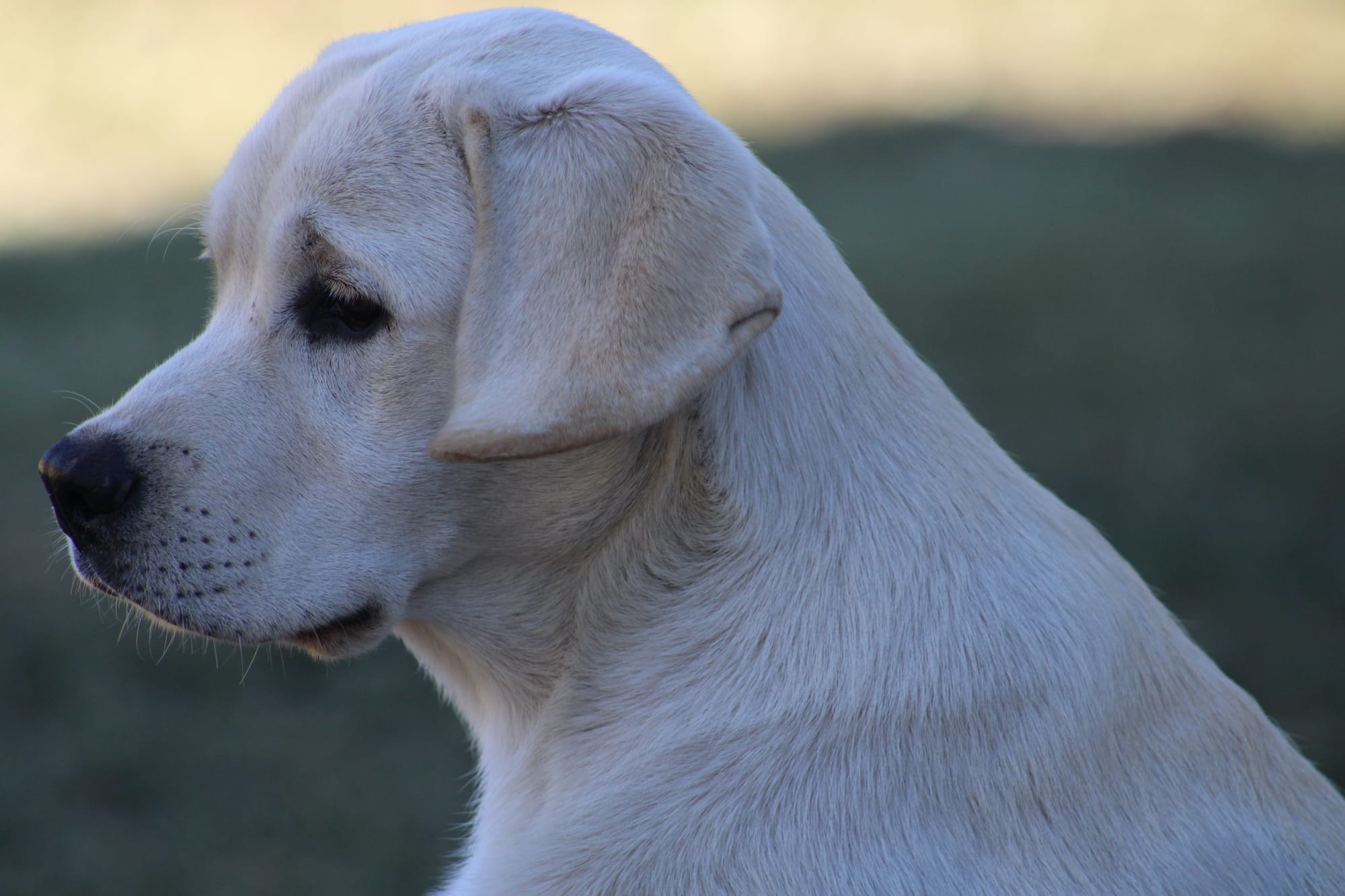 Diamond C’s Queen Of Sheba At Penny Lane