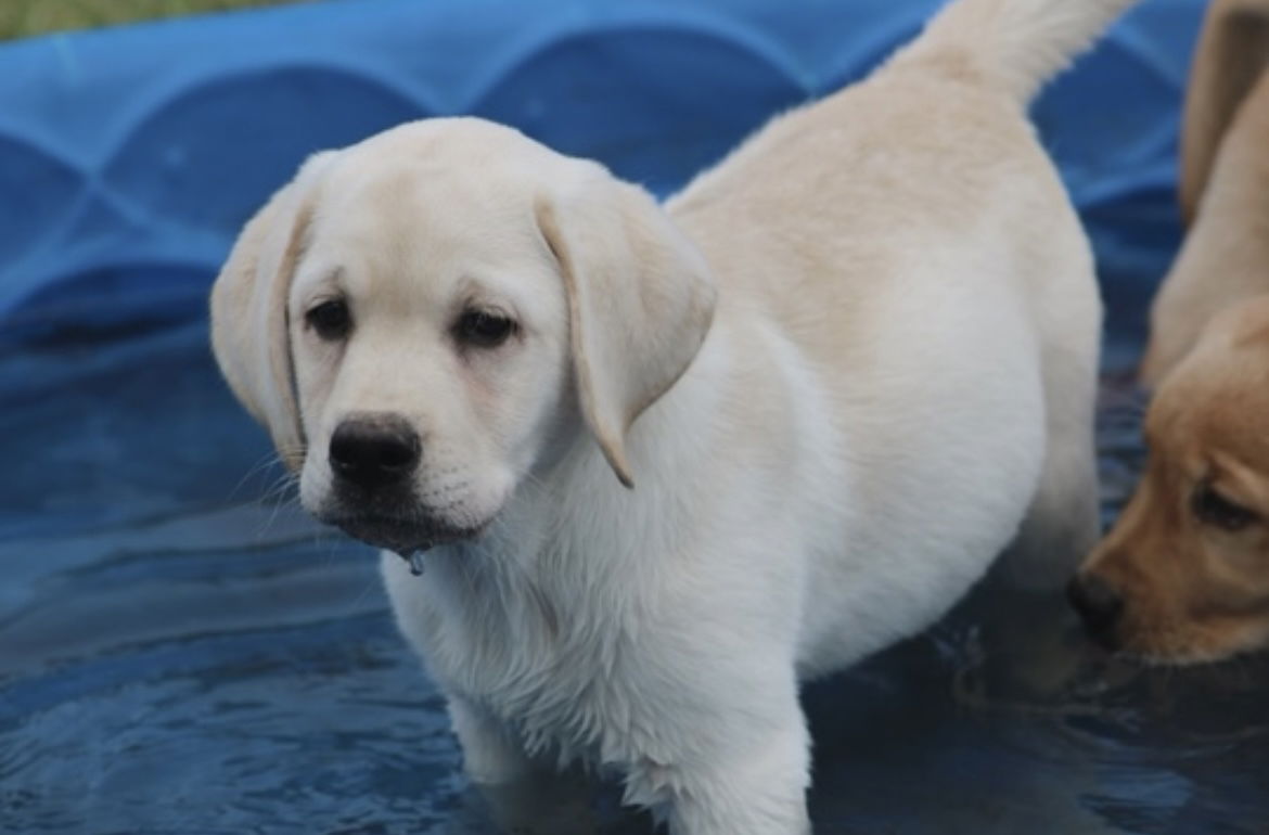 Diamond C’s Queen Of Sheba At Penny Lane
