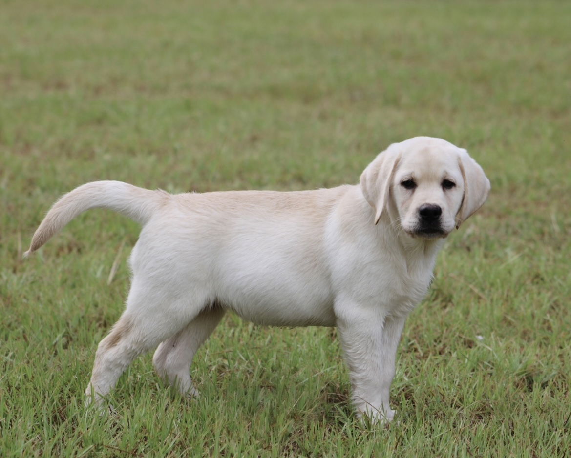 Diamond C’s Queen Of Sheba At Penny Lane