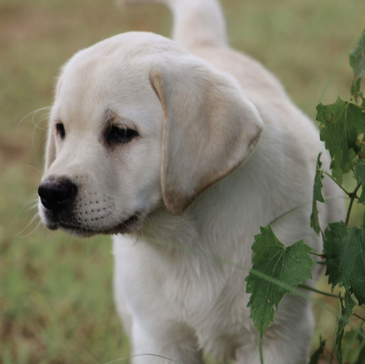 Diamond C’s Queen Of Sheba At Penny Lane