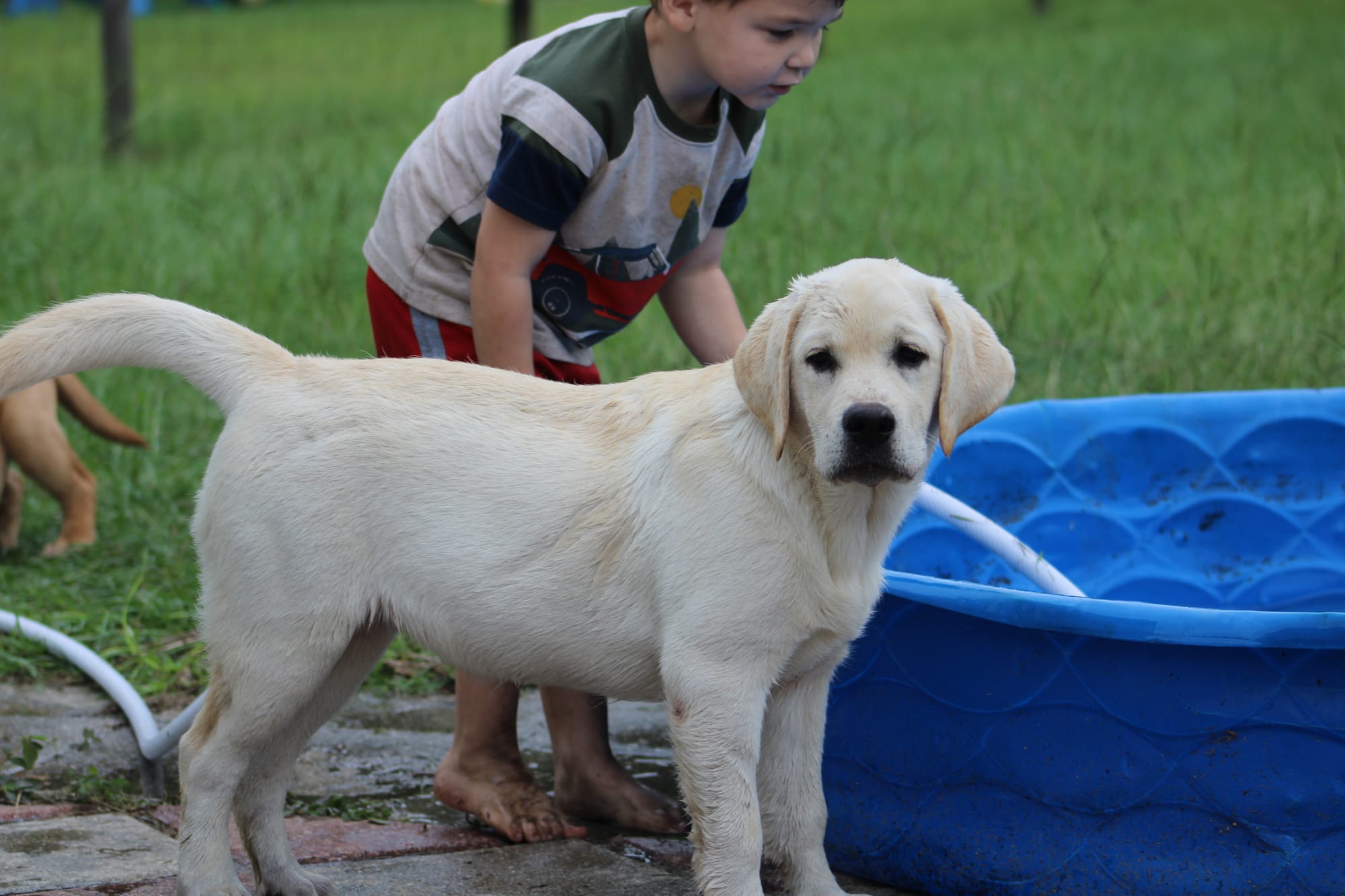 Diamond C’s Queen Of Sheba At Penny Lane