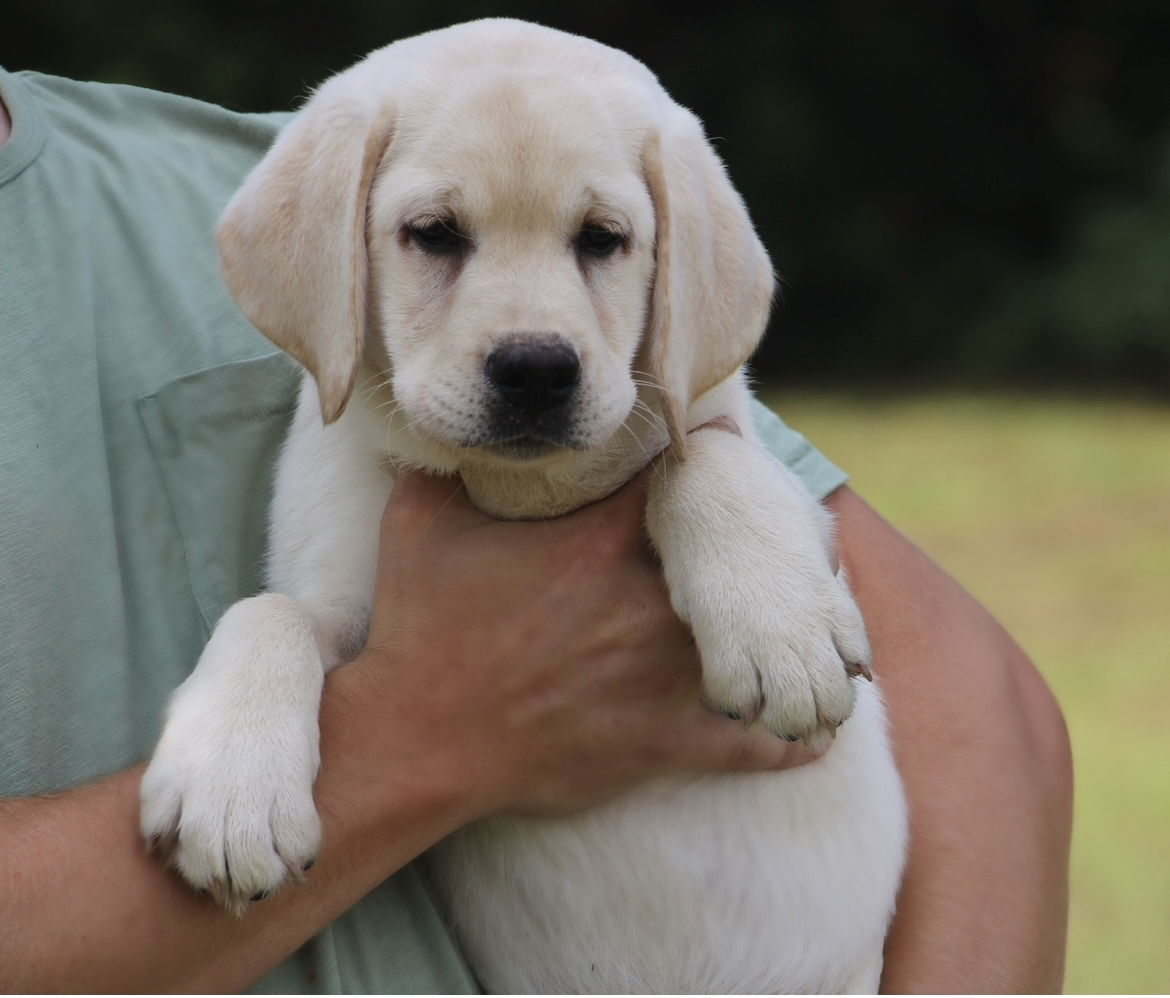 Diamond C’s Queen Of Sheba At Penny Lane
