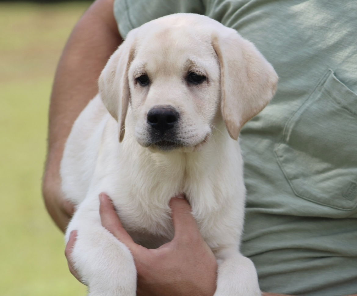 Diamond C’s Queen Of Sheba At Penny Lane